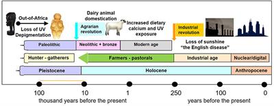 Evolutionary Perspective in Rickets and Vitamin D